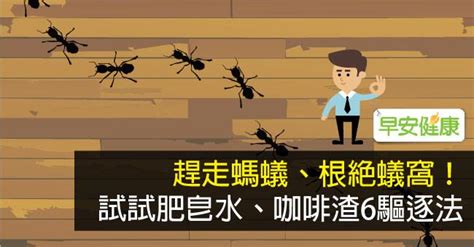 牆壁螞蟻窩|螞蟻怕什麼東西？試試這6種居家驅螞蟻法